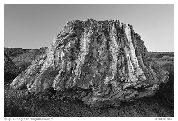 Petrified stump of ancient sequoia tree, late afternoon. Theodore Roosevelt National Park (black and white)