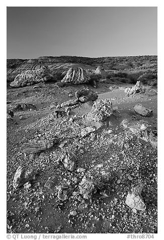 Pieces of petrified wood scattered, sunset. Theodore Roosevelt National Park, North Dakota, USA.