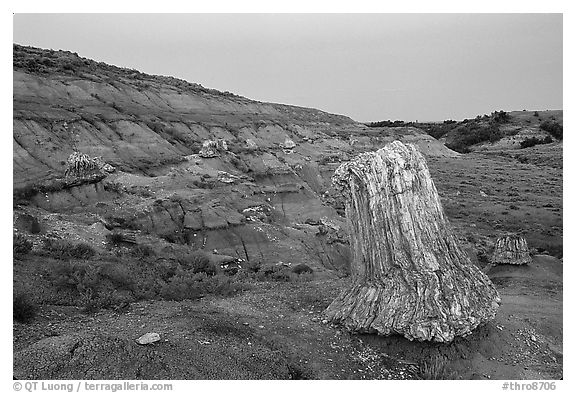 Big petrified sequoia stumps, dusk. Theodore Roosevelt National Park (black and white)