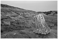 Big petrified sequoia stumps, dusk. Theodore Roosevelt National Park ( black and white)