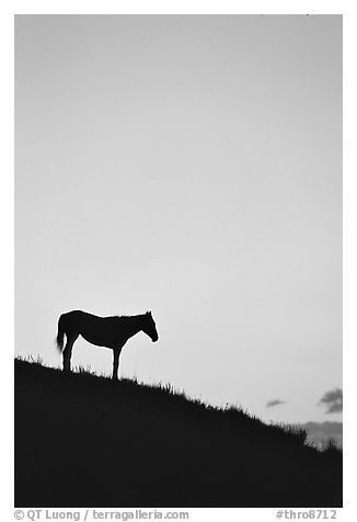 Wild horse silhouetted at sunset, South Unit. Theodore Roosevelt National Park, North Dakota, USA.