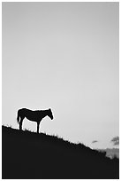 Wild horse silhouetted at sunset, South Unit. Theodore Roosevelt National Park, North Dakota, USA. (black and white)