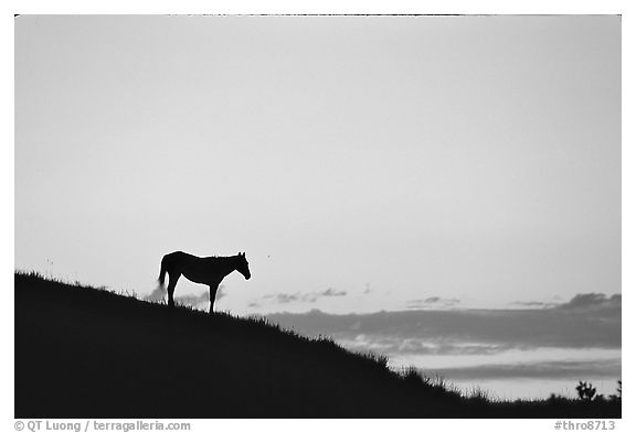 Wild horse silhouetted at sunset, South Unit. Theodore Roosevelt National Park, North Dakota, USA.