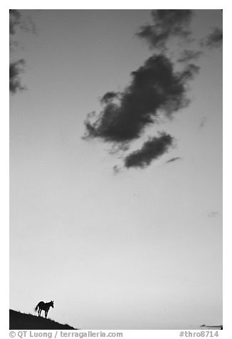 Wild horse silhouette and cloud, sunset, South Unit. Theodore Roosevelt National Park (black and white)