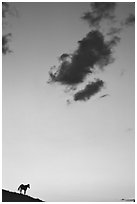 Wild horse silhouette and cloud, sunset, South Unit. Theodore Roosevelt National Park, North Dakota, USA. (black and white)