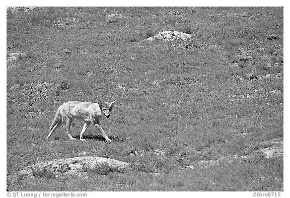 Coyote roaming in  prairie dog town, South Unit. Theodore Roosevelt National Park (black and white)