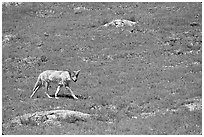 Coyote roaming in  prairie dog town, South Unit. Theodore Roosevelt National Park ( black and white)