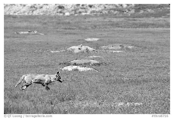 Coyote and  prairie dog burrows, South Unit. Theodore Roosevelt National Park (black and white)