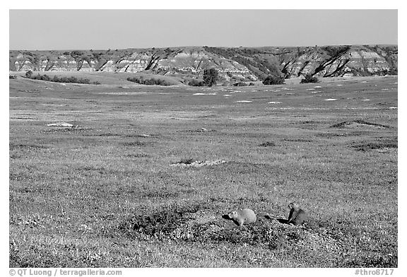 Prairie Dog town, South Unit. Theodore Roosevelt National Park (black and white)
