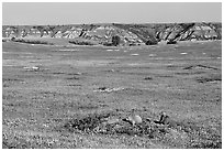 Prairie Dog town, South Unit. Theodore Roosevelt National Park, North Dakota, USA. (black and white)