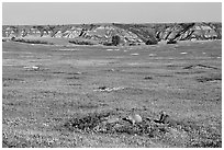 Prairie Dog town, South Unit. Theodore Roosevelt National Park ( black and white)