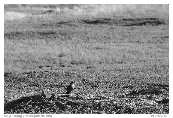 Prairie Dogs look out cautiously, South Unit. Theodore Roosevelt National Park (black and white)