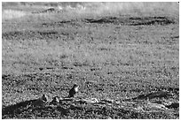 Prairie Dogs look out cautiously, South Unit. Theodore Roosevelt National Park, North Dakota, USA. (black and white)