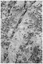 Small pieces of bakelite scattered over cracked bentonite, North Unit. Theodore Roosevelt National Park, North Dakota, USA. (black and white)
