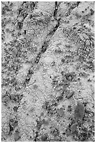 Small pieces of bakelite scattered over cracked bentonite, North Unit. Theodore Roosevelt National Park, North Dakota, USA. (black and white)