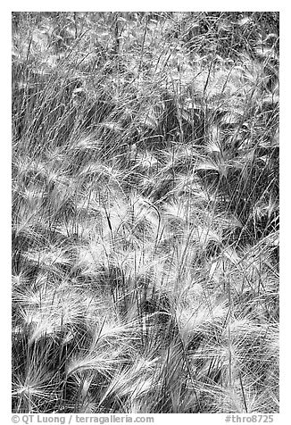 Barley grasses. Theodore Roosevelt National Park, North Dakota, USA.