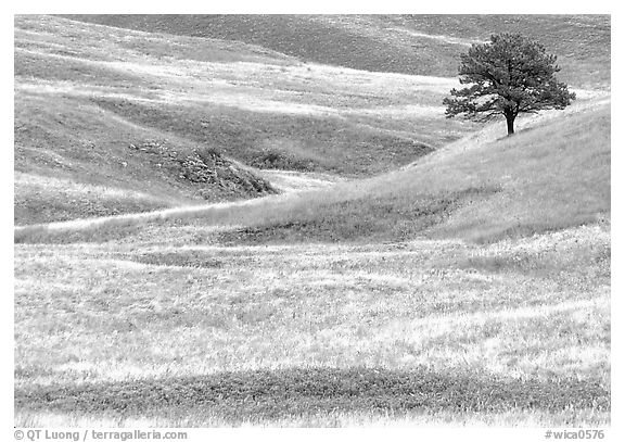 Grassy hills and tree. Wind Cave National Park (black and white)