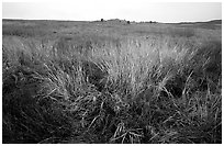 Tall grass prairie in fall. Wind Cave National Park ( black and white)