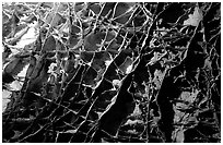 The cave unique boxwork, a calcite formation. Wind Cave National Park ( black and white)