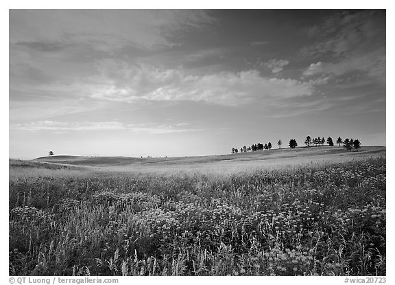 Wildflowers and rolling hills with trees on crest. Wind Cave National Park, South Dakota, USA.