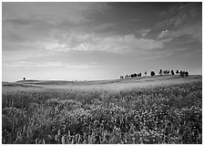 Wildflowers and rolling hills with trees on crest. Wind Cave National Park ( black and white)