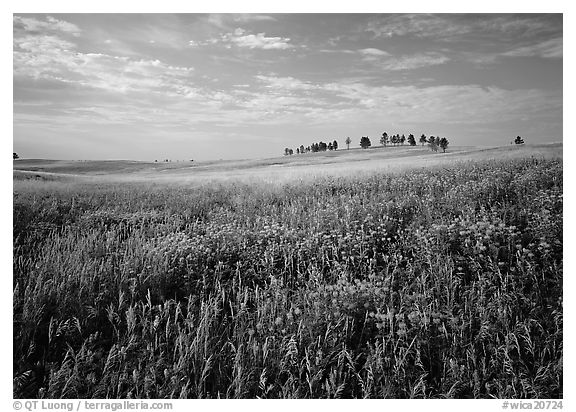 Beebalm flowers, trees on skyline, morning. Wind Cave  National Park (black and white)