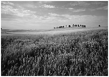 Beebalm flowers, trees on skyline, morning. Wind Cave National Park ( black and white)