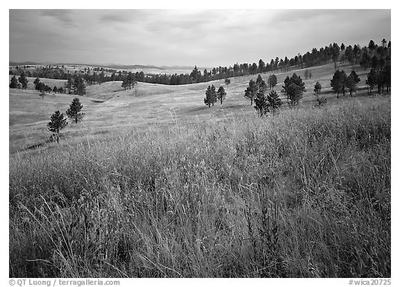 Grasses and rolling hills with pine trees. Wind Cave National Park (black and white)