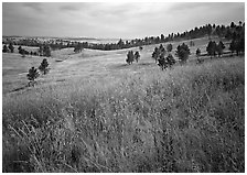 Grasses and rolling hills with pine trees. Wind Cave National Park, South Dakota, USA. (black and white)