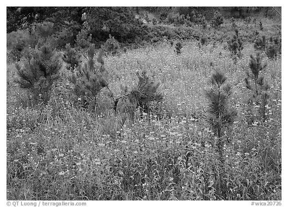 Purple Horsemint flowers and young ponderosa pines. Wind Cave  National Park (black and white)