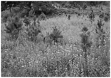 Purple Horsemint flowers and young ponderosa pines. Wind Cave National Park ( black and white)