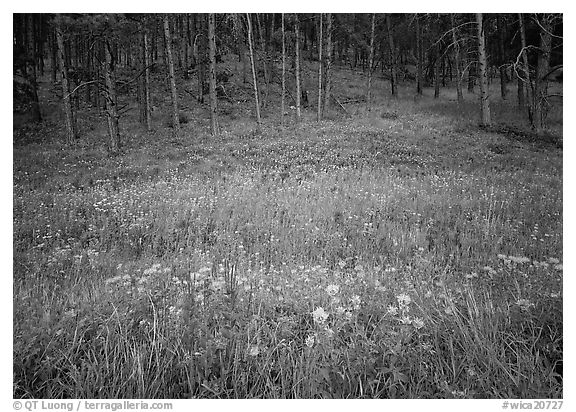 Flowers on meadow and hill covered with pine forest. Wind Cave National Park (black and white)