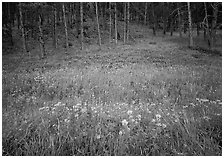 Flowers on meadow and hill covered with pine forest. Wind Cave  National Park ( black and white)