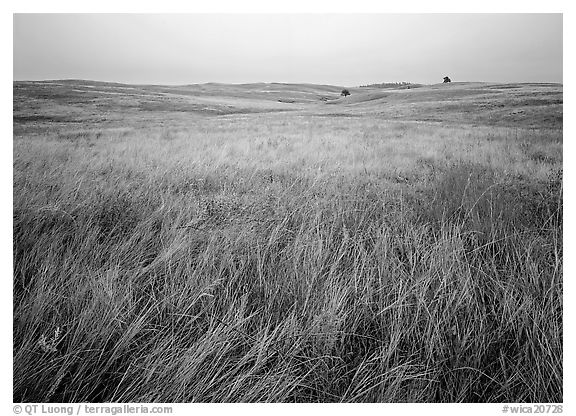Prairie of tall grasses with subtle autumn color. Wind Cave National Park (black and white)