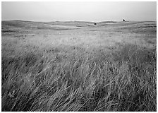 Prairie of tall grasses with subtle autumn color. Wind Cave  National Park ( black and white)