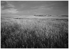 Tall prairie grass and dark sky at Bison Flats,  early morning. Wind Cave  National Park ( black and white)