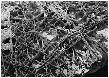 Boxwork ceilling cave formation. Wind Cave  National Park ( black and white)