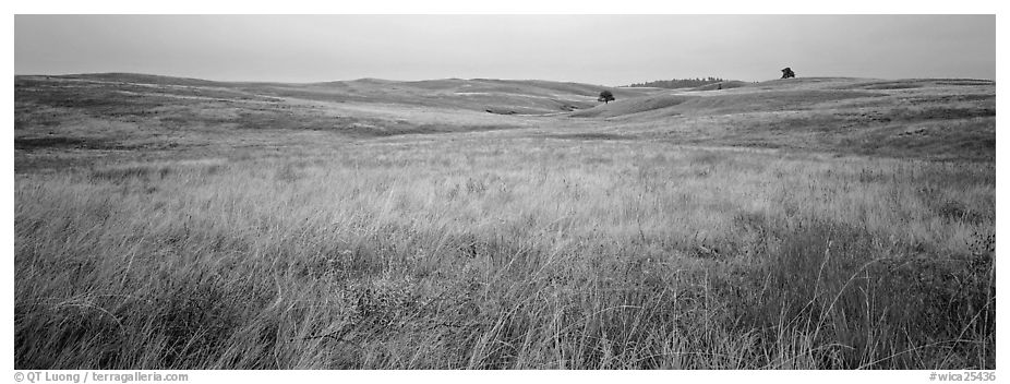 Prairie grasses on cloudy autumn morning. Wind Cave  National Park (black and white)