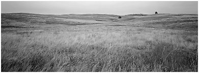 Prairie grasses on cloudy autumn morning. Wind Cave National Park (Panoramic black and white)