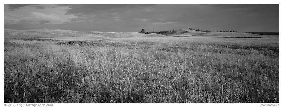 Prairie grasses at sunrise. Wind Cave  National Park (black and white)