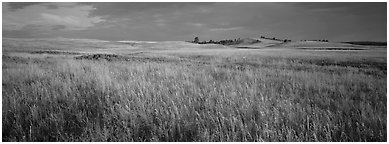 Prairie grasses at sunrise. Wind Cave  National Park (Panoramic black and white)