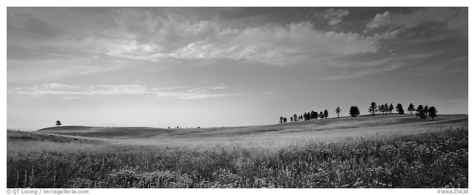 Gently rolling hills with trees on ridge. Wind Cave  National Park (black and white)