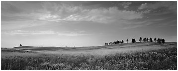 Gently rolling hills with trees on ridge. Wind Cave National Park (Panoramic black and white)