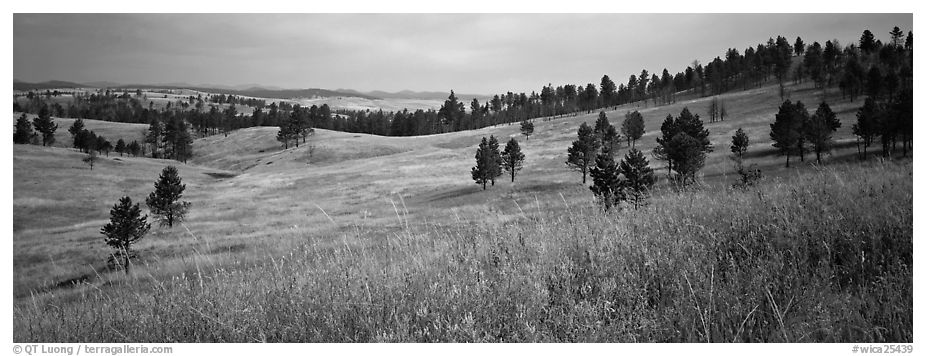 Prairie, hills, and Ponderosa pine trees. Wind Cave National Park (black and white)