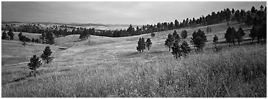 Prairie, hills, and Ponderosa pine trees. Wind Cave National Park (Panoramic black and white)