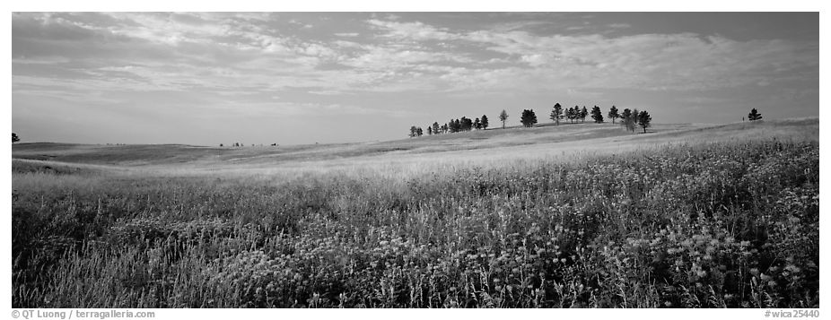 Prairie landscape with wildflowers and trees. Wind Cave National Park (black and white)