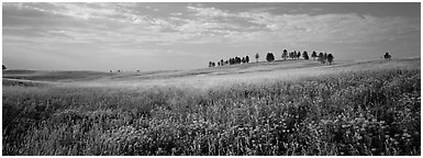 Prairie landscape with wildflowers and trees. Wind Cave  National Park (Panoramic black and white)