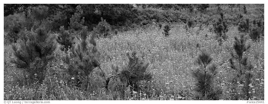 Meadow and young Ponderosa pine trees. Wind Cave National Park (black and white)