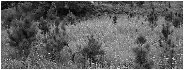 Meadow and young Ponderosa pine trees. Wind Cave National Park (Panoramic black and white)