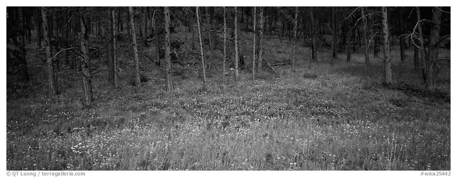 Forest edge in summer. Wind Cave  National Park (black and white)